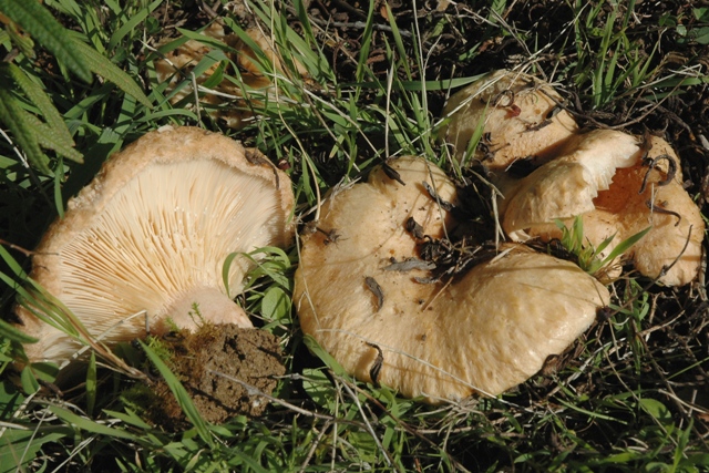 Sotto cisto e sotto il sole.